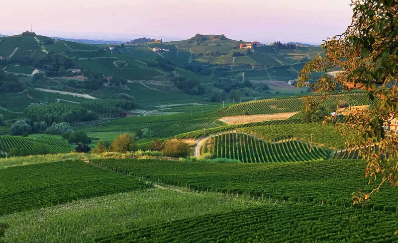 VIOTTI Le Pavone 2021 – Exklusiver Brachetto Passito aus dem Piemont