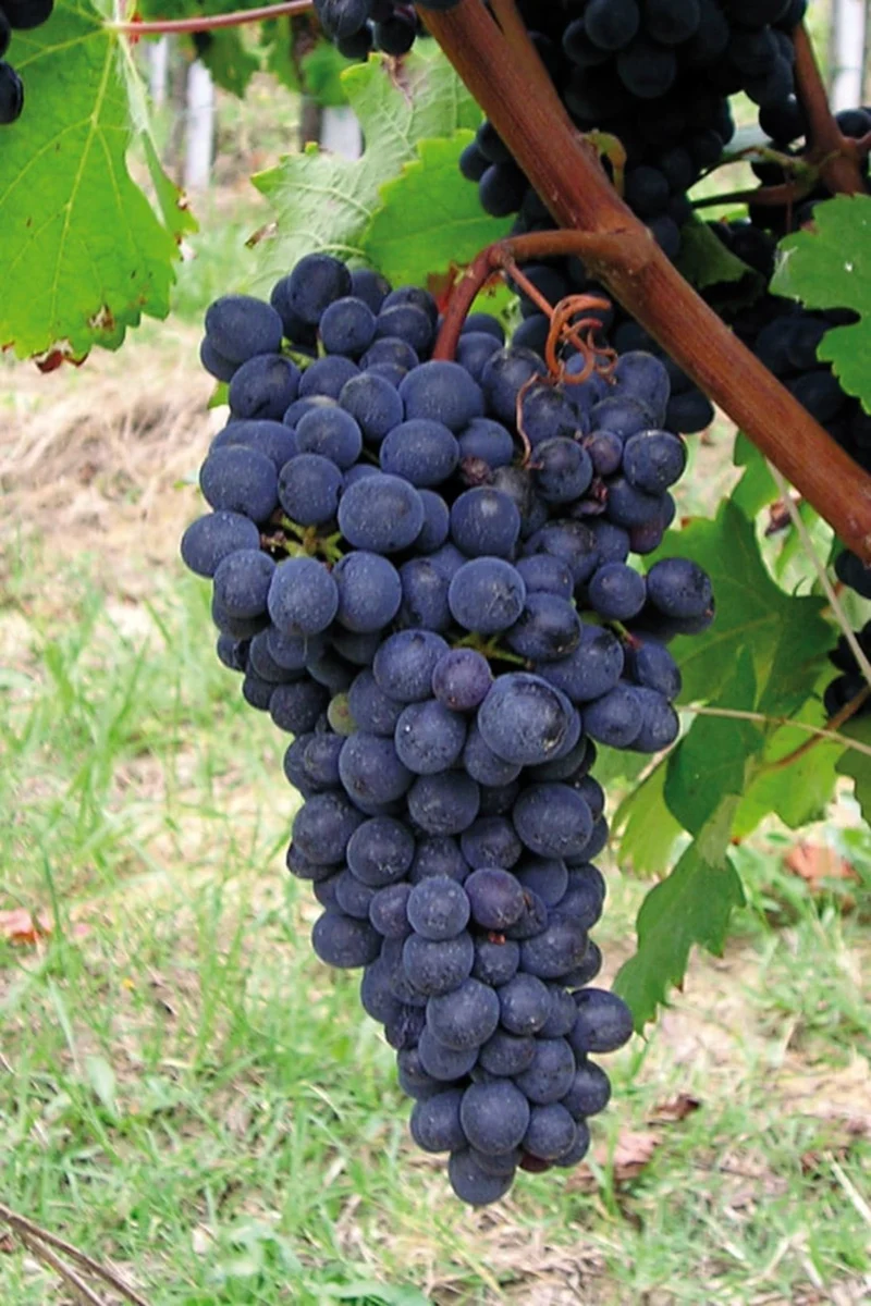 VIOTTI PIEMONTE AUTIGNAN - 75cl.