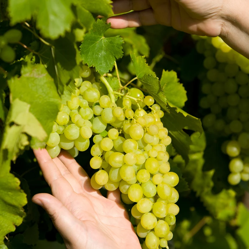 PIEMONT VERITAS :Wein Entdeckung mit unserer exklusiven Azienda Veritas!