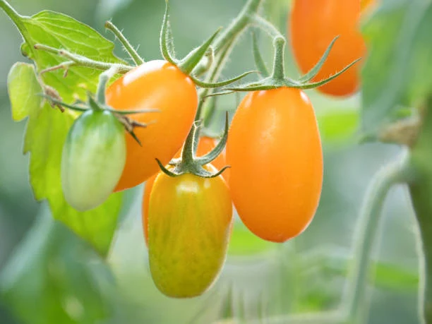 ATTIANESE Pomodoro Pelato Giallo 400g – Geschälte Goldene Tomaten aus Kampanien