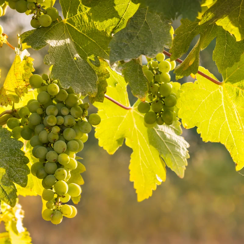 CICCHITTI Coleccion Sauvignon Blanc - 75cl.