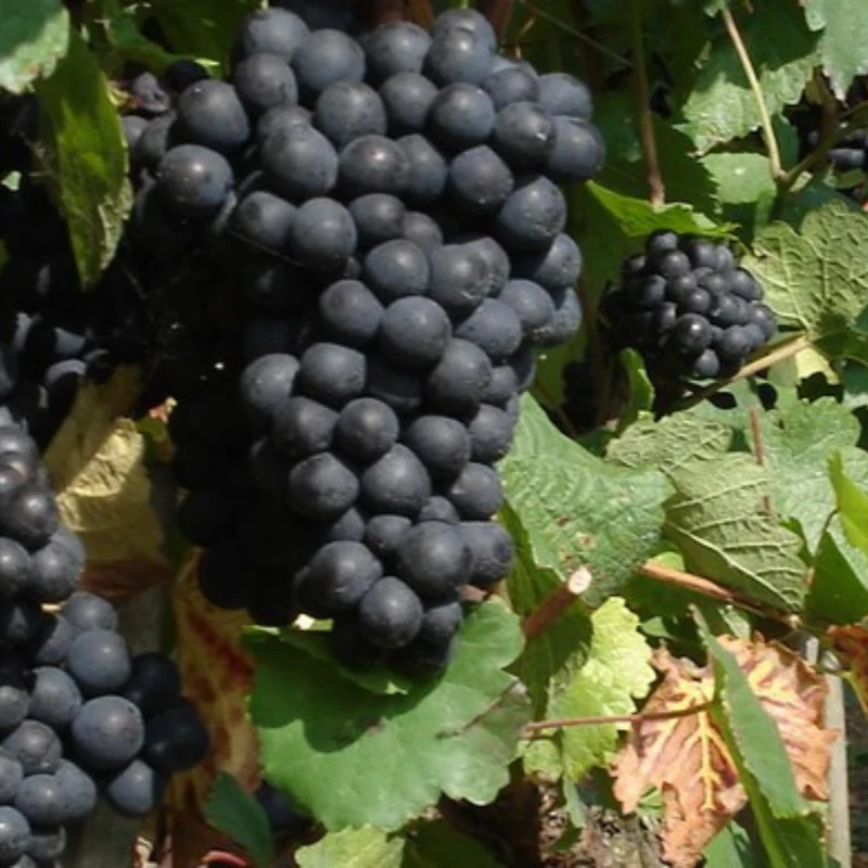 CICCHITTI EsteOeste Malbec - 75cl.