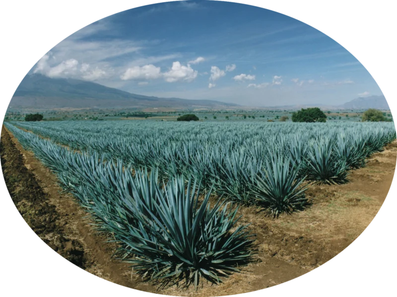INICIO Premium Añejo Tequila