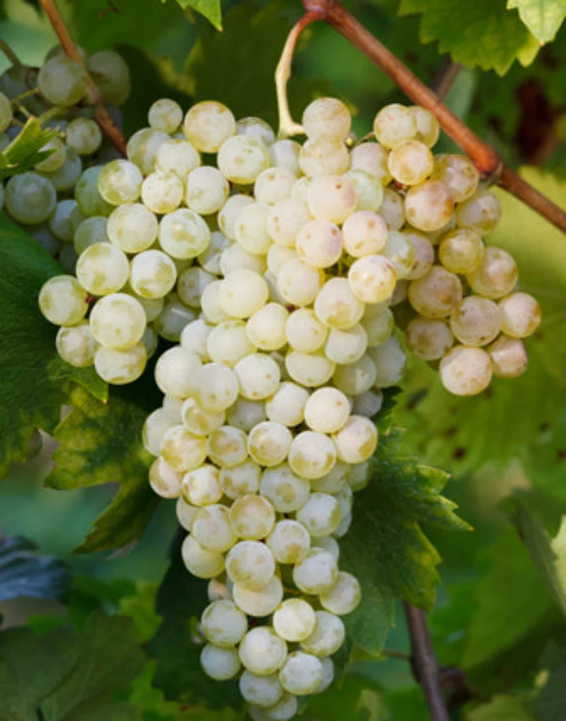 CONCA D'ORO Prosecco D.O.C Treviso: Millesimato Cuvée Oro und Rosé