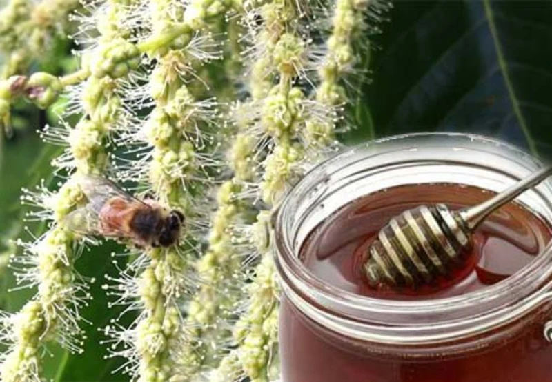 ADI APICOLTURA Bio Kastanienhonig - 250g