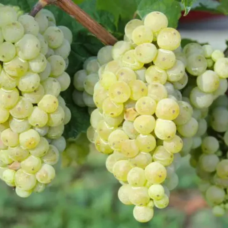 C.FASO “Serenata” Cortese Alto Monferrato DOC - 75cl.