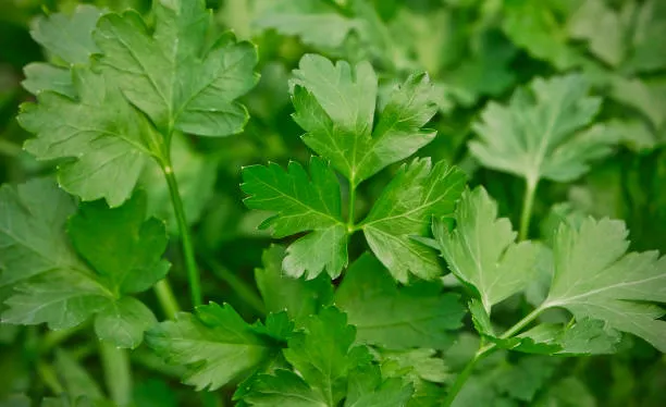 RASELLI Bio Gewürze : Aromatische Kräuter - 15g