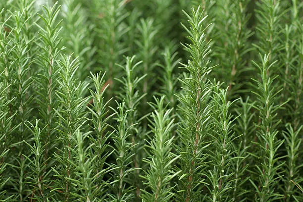 RASELLI Bio Gewürze : Aromatische Kräuter - 15g
