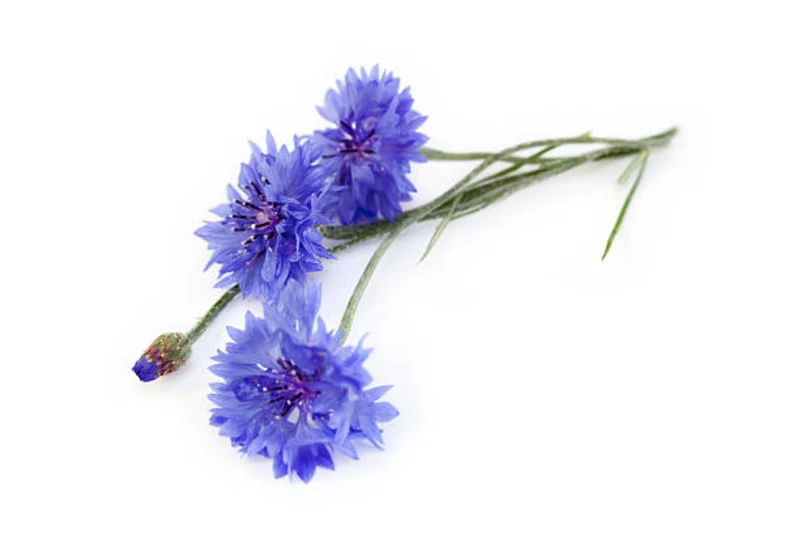 RASELLI Essbare Blüten - 4g