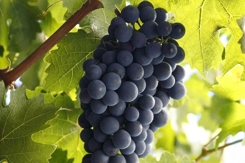 JORGE RUBIO Privado Oasis Sur Cabernet Sauvignon - 75cl.