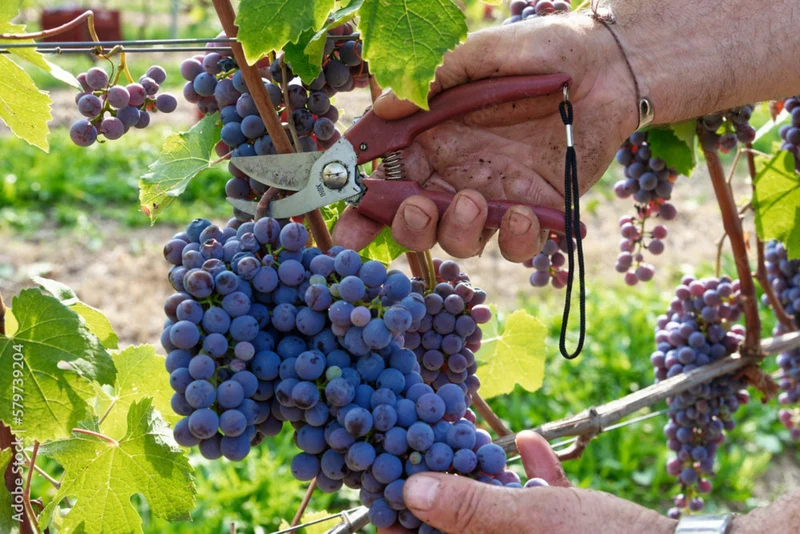 VERITAS MERVM Monferrato Rosso - 75cl.