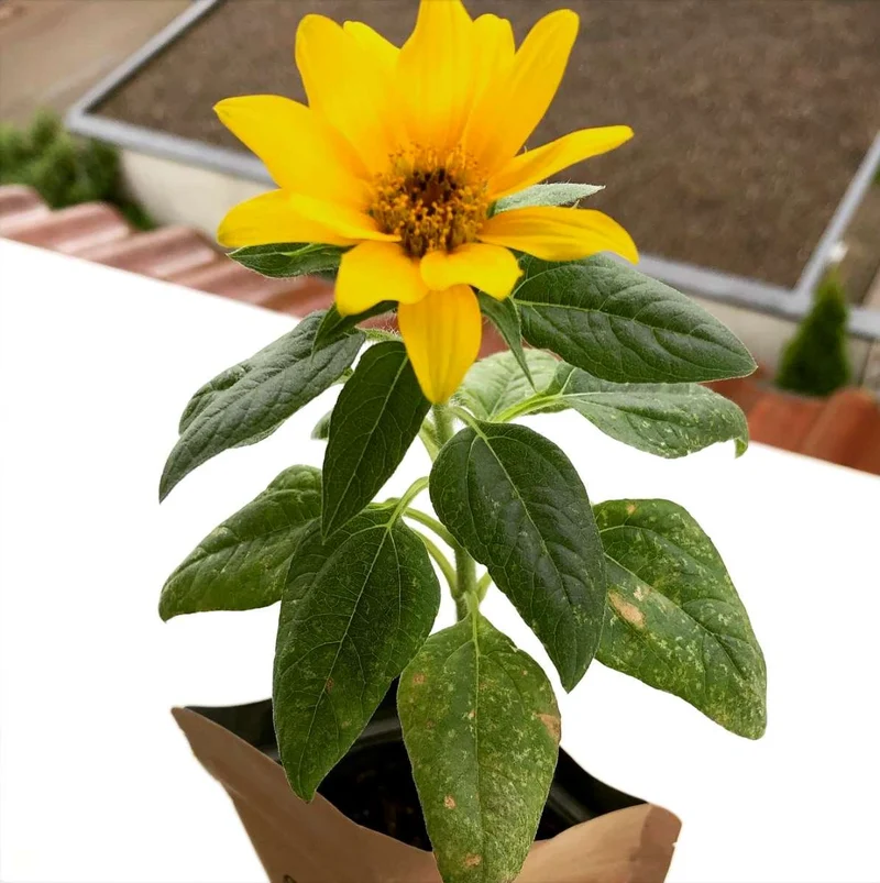 Botschaftsbeutel "Gute Besserung" mit Sonnenblume zum Selberzüchten