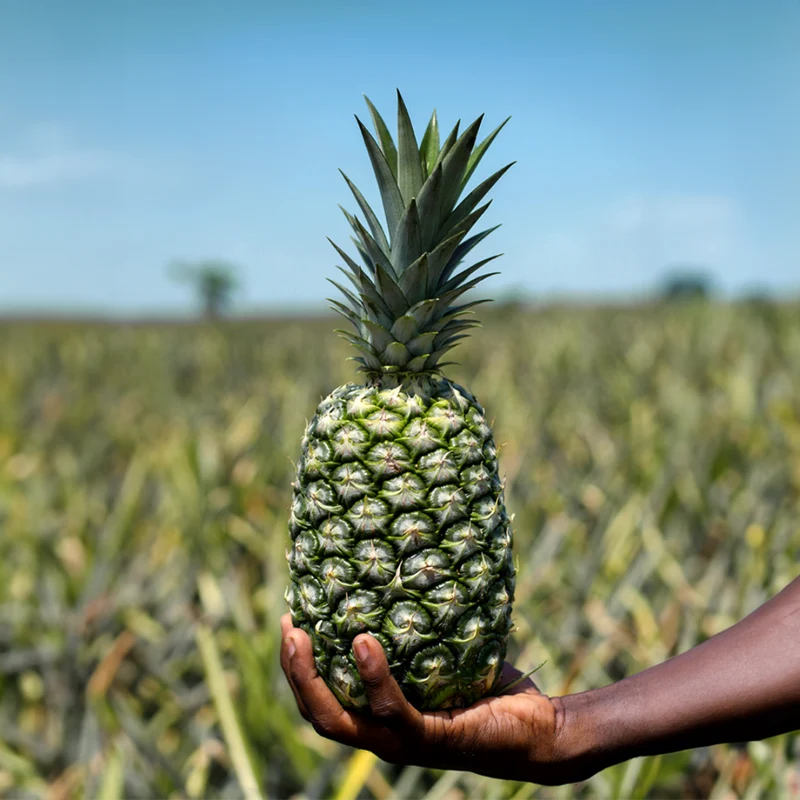 Ananas - ungezuckert