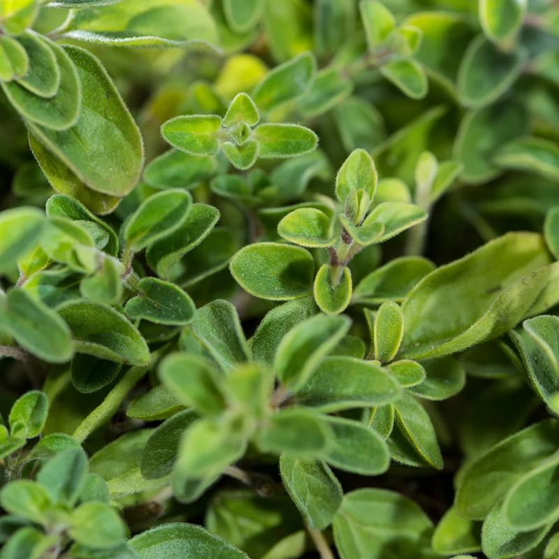 Oregano geschnitten Bio (500g)