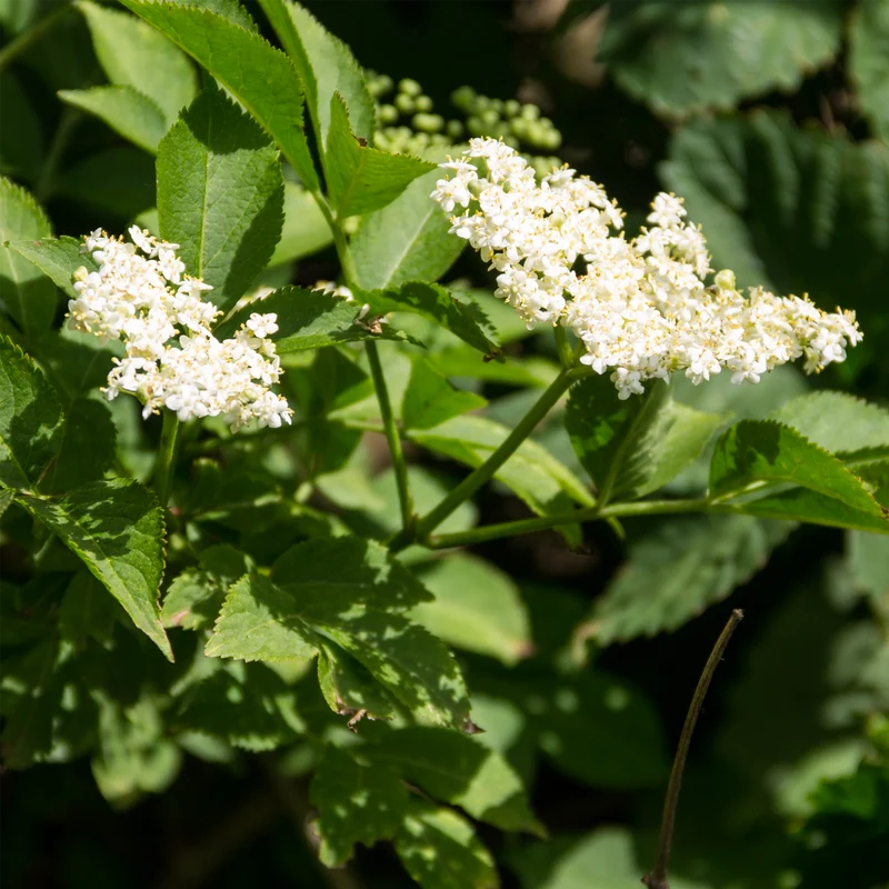 Holunderblüten geschnitten Bio (250g)