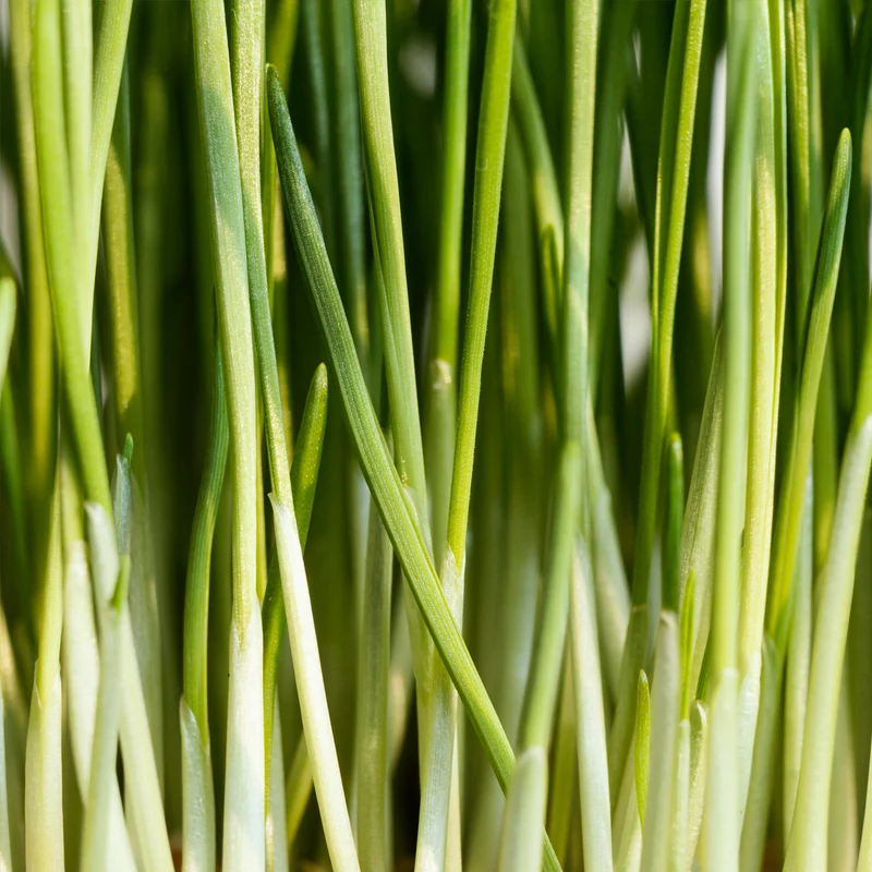 Zitronengras geschnitten (250g)