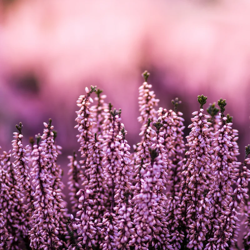 Erikablüten ganz Bio (250g)